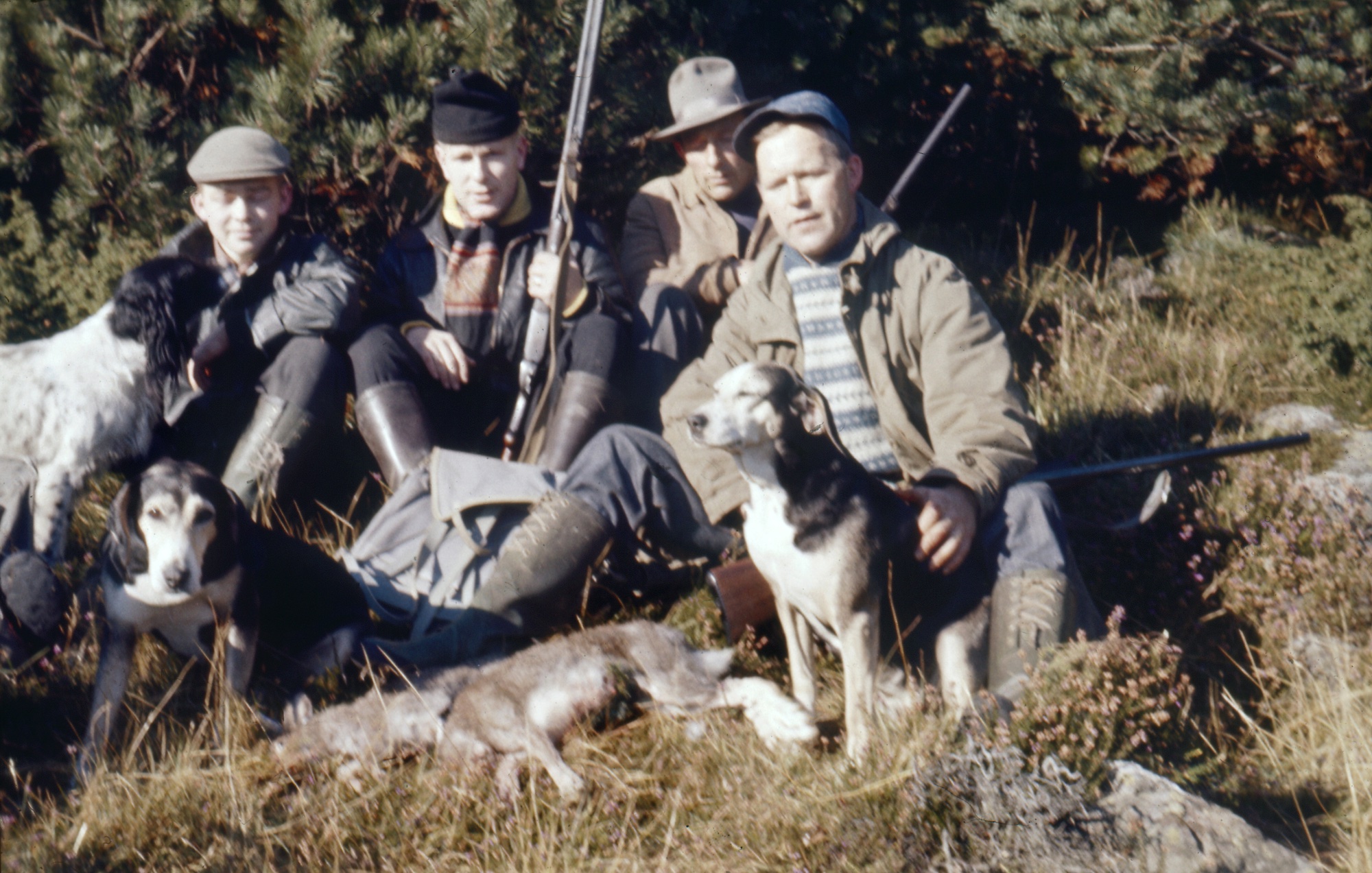 På harejakt i Karmøyheiene ... Usikker plassering  Fra venstre: Håkan Steffensen, Tor Magne Vorre, ? og Karl Johan Knutsen