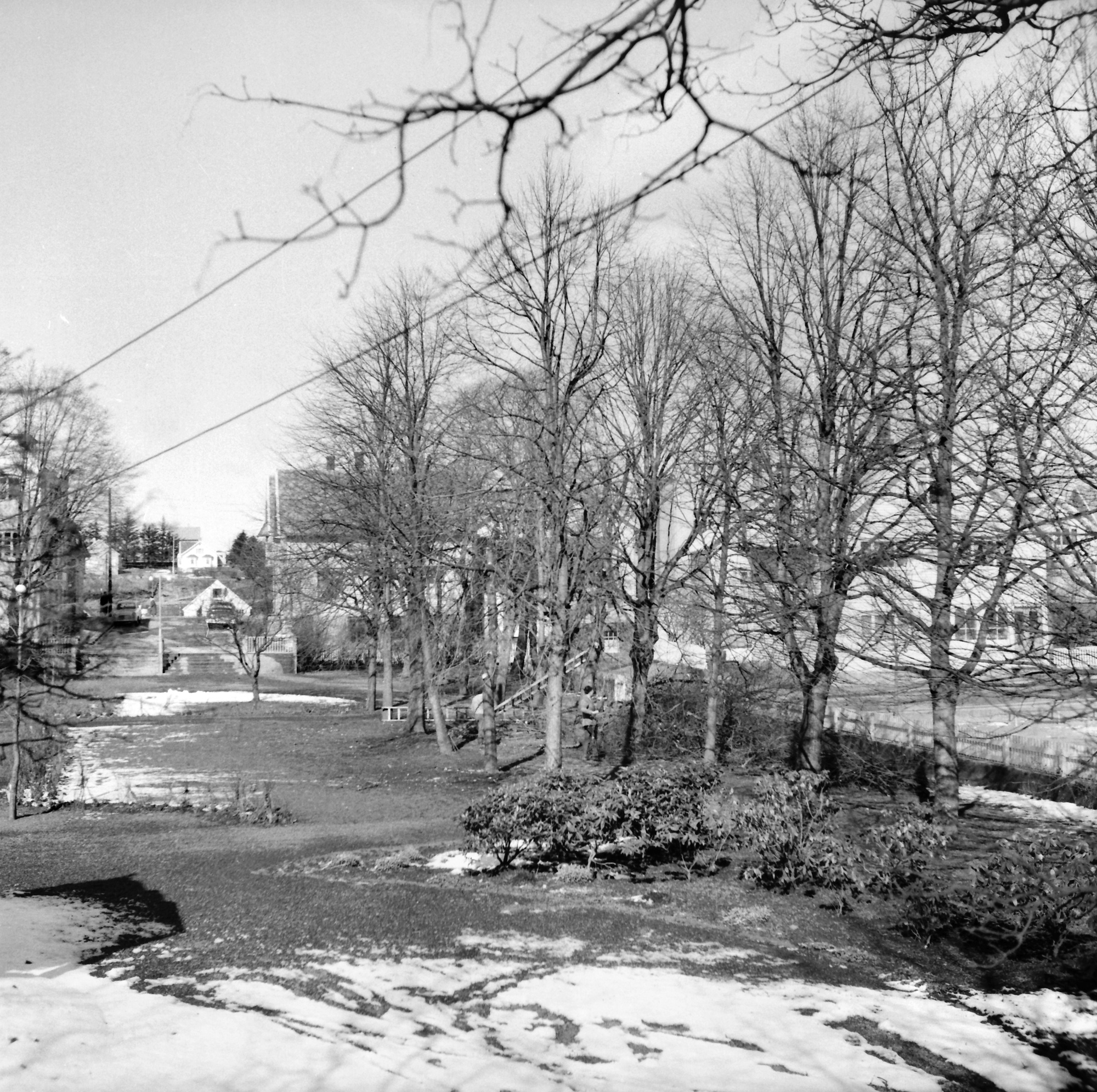 Parken i Kopervik Gartneren beskjærer trær ...